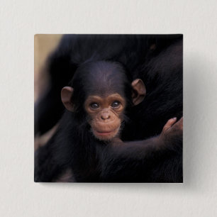 Afrika, Tansania, Gombe Nat'l Park Button