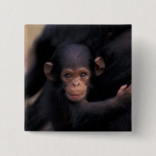 Afrika, Tansania, Gombe Nat'l Park Button (Vorderseite)