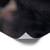 Afrika, Tansania, Gombe Nat'l Park, Flirt Poster (Ecke)