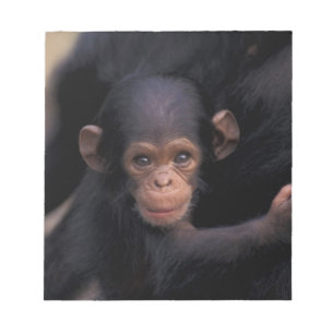Afrika, Tansania, Gombe Nat'l Park Notizblock