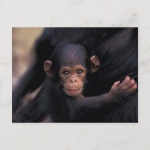 Afrika, Tansania, Gombe Nat'l Park Postkarte