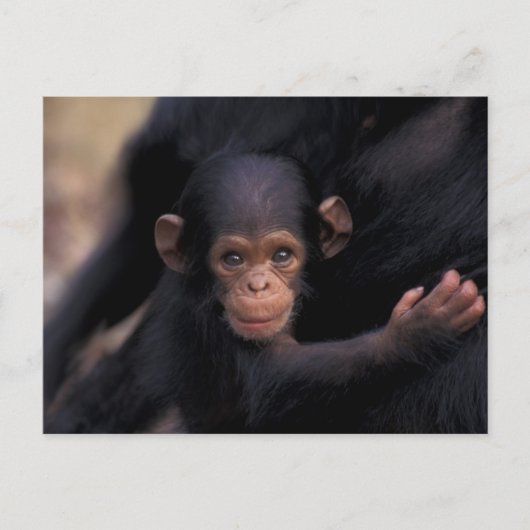 Afrika, Tansania, Gombe Nat'l Park Postkarte (Vorderseite)