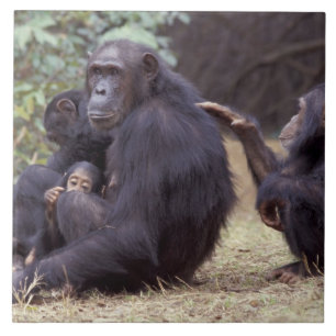 Afrika, Tansania, Gombe NP Junges Weibchen Fliese