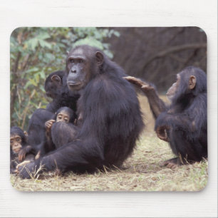 Afrika, Tansania, Gombe NP Junges Weibchen Mousepad