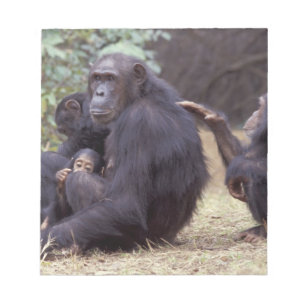 Afrika, Tansania, Gombe NP Junges Weibchen Notizblock