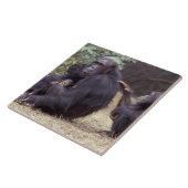 Afrika, Tansania, Gombe NP Säugling Fliese (Seite)