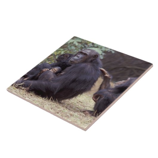 Afrika, Tansania, Gombe NP Säugling Fliese (Seite)