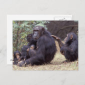 Afrika, Tansania, Gombe NP Säugling Postkarte (Vorne/Hinten)