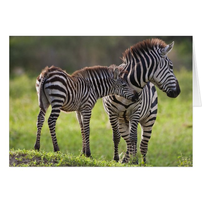 Afrika. Tansania Häufig Zebra Mutter und Kind (Vorderseite (Horizontal))