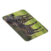 Afrika. Tansania Häufig Zebra Mutter und Kind Magnet (Rechte Seite)