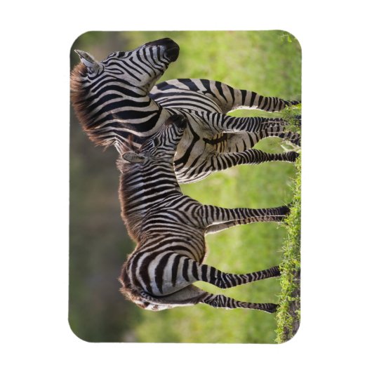 Afrika. Tansania Häufig Zebra Mutter und Kind Magnet (Vertikal)