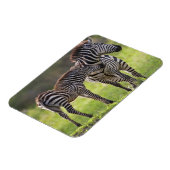 Afrika. Tansania Häufig Zebra Mutter und Kind Magnet (Linke Seite)