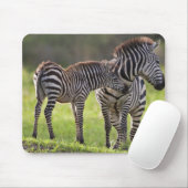 Afrika. Tansania Häufig Zebra Mutter und Kind Mousepad (Mit Mouse)