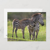 Afrika. Tansania Häufig Zebra Mutter und Kind Postkarte (Vorne/Hinten)