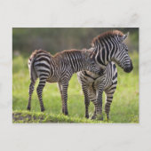 Afrika. Tansania Häufig Zebra Mutter und Kind Postkarte (Vorderseite)