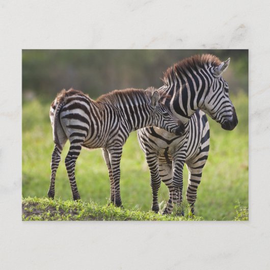 Afrika. Tansania Häufig Zebra Mutter und Kind Postkarte (Vorderseite)