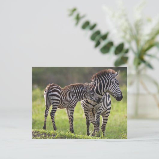 Afrika. Tansania Häufig Zebra Mutter und Kind Postkarte (Stehend Vorderseite)