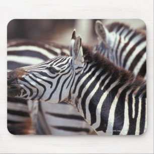 Afrika, Tansania, Herde von Zebras Mousepad