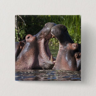 Afrika. Tansania Hippopotamus sparring Button