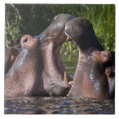 Afrika. Tansania Hippopotamus sparring Fliese (Vorderseite)