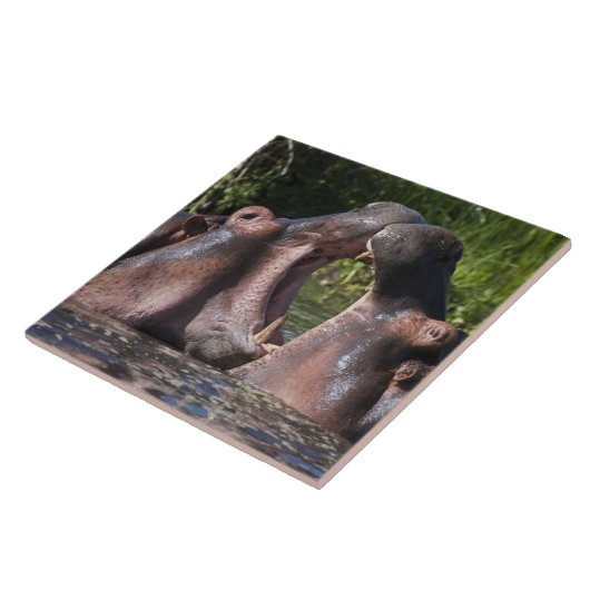 Afrika. Tansania Hippopotamus sparring Fliese (Seite)