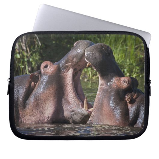 Afrika. Tansania Hippopotamus sparring Laptopschutzhülle (Vorderseite)