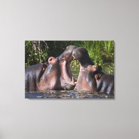 Afrika. Tansania Hippopotamus sparring Leinwanddruck (Vorderseite)
