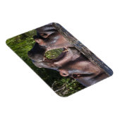 Afrika. Tansania Hippopotamus sparring Magnet (Rechte Seite)