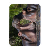 Afrika. Tansania Hippopotamus sparring Magnet (Vertikal)