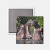 Afrika. Tansania Hippopotamus sparring Magnet (Vorderseite/Rückseite)
