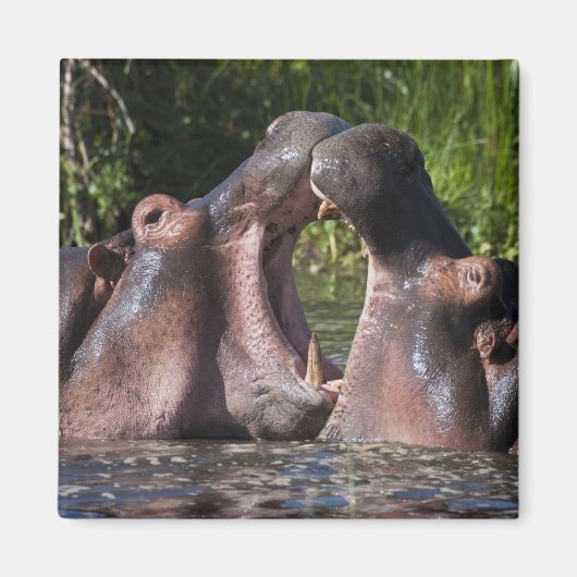 Afrika. Tansania Hippopotamus sparring Magnet (Vorne)