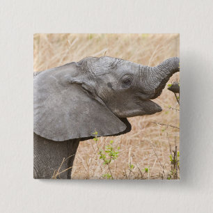 Afrika. Tansania. Junger Elefant bei Tarangire Button