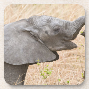 Afrika. Tansania. Junger Elefant bei Tarangire Getränkeuntersetzer