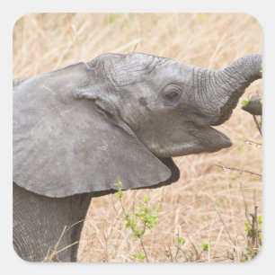 Afrika. Tansania. Junger Elefant bei Tarangire Quadratischer Aufkleber