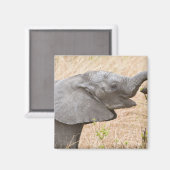 Afrika. Tansania. Junger Elefant im Tarangire Magnet (Vorderseite/Rückseite)