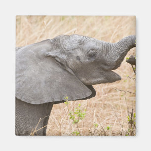 Afrika. Tansania. Junger Elefant im Tarangire Magnet
