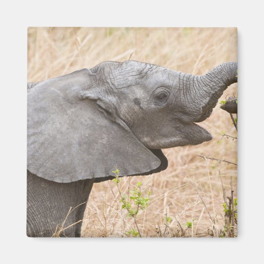 Afrika. Tansania. Junger Elefant im Tarangire Magnet (Vorne)