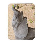 Afrika. Tansania. Junger Elefant im Tarangire Magnet (Vertikal)