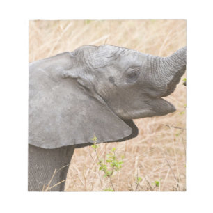 Afrika. Tansania. Junger Elefant im Tarangire Notizblock