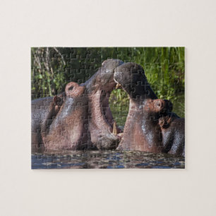 Afrika. Tansania. Kampf der Flusspferde Puzzle