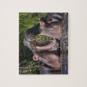 Afrika. Tansania. Kampf der Flusspferde Puzzle (Vertikal)