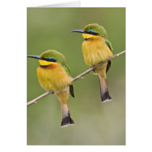 Afrika. Tansania. Kleine Bienenfresser bei Manyara