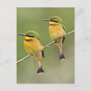 Afrika. Tansania. Kleine Bienenfresser bei Manyara Postkarte