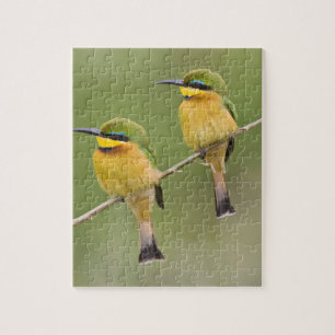 Afrika. Tansania. Kleine Bienenfresser bei Manyara Puzzle