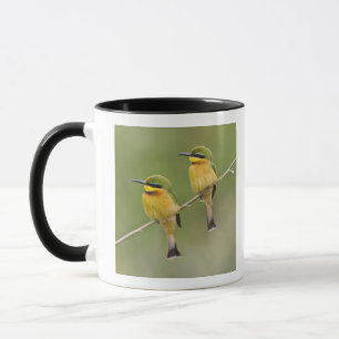 Afrika. Tansania. Kleine Bienenfresser bei Manyara Tasse