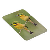 Afrika. Tansania Kleine Bienenfresser in Manyara Magnet (Rechte Seite)