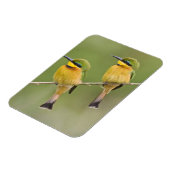 Afrika. Tansania Kleine Bienenfresser in Manyara Magnet (Linke Seite)