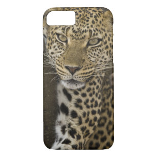 Afrika. Tansania. Leopard im Baum bei Serengeti Case-Mate iPhone Hülle
