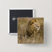 Afrika. Tansania Male Lion in Ngorongoro Button (Vorne & Hinten)