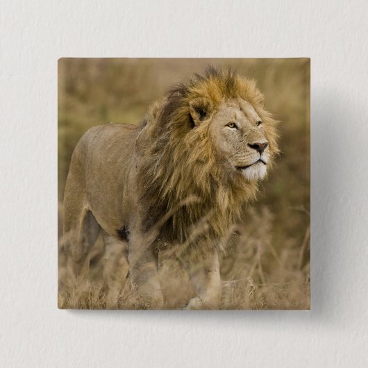 Afrika. Tansania Male Lion in Ngorongoro Button (Vorderseite)